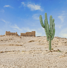 Close up of cactus at desert © Dmitry