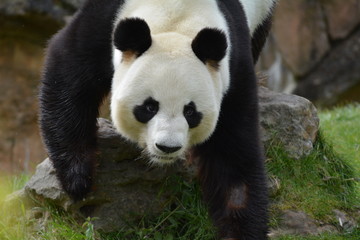 grosse  tête de panda 