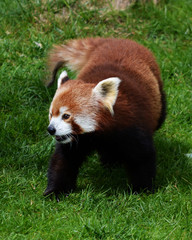 petit panda roux