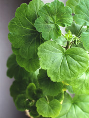 Closeup of geranium plant with bright green leaves