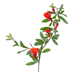 Pomegranate branch with flower