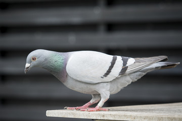 full body of speed racing pigeon bird