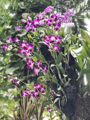 Purple Dendrobium orchid flowers.