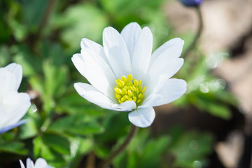 Anemone flower in the garden. Selective focus.
