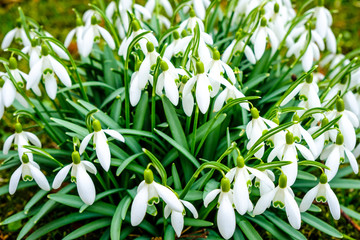 snowdrops - Galanthus