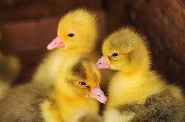 Goslings. Subsistence farming / Photographed in Russia, in the yard of the rural house