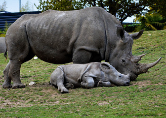 Fototapeta premium Rhinocéros duo 