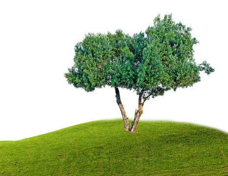 Olive tree isolated on white background