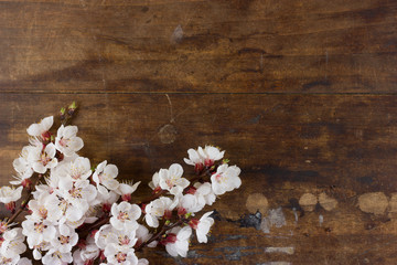 Some flowering twigs of plum tree on wooden background. Space for text