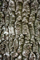 Close Up of a Gray Oak Trunk