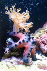 Sea star