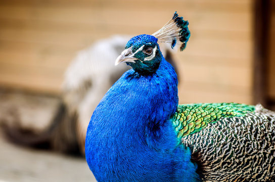 A beautiful bright peacock bent his neck and looked into the camera.