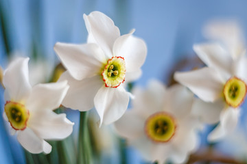 A close up shot of Beautiful White Narcissus bouquet with blue sky background with selective focus