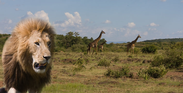 Safari africa