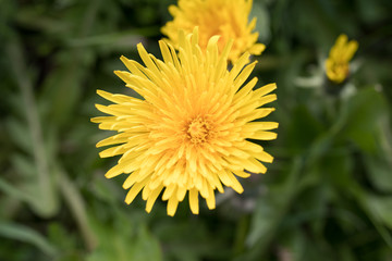 Löwenzahn in Nahaufnahme auf einem Feld