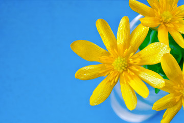 Buttercup Flower close up on blue background, ready card, copy space for text