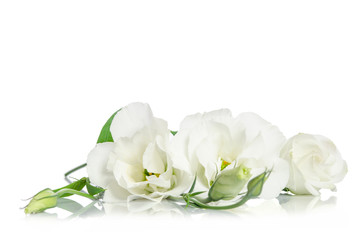 Obraz na płótnie Canvas Beautiful white eustoma flowers isolated on white background