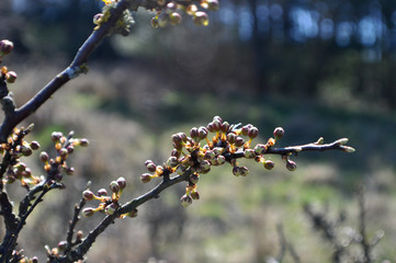 Nahaufnahme, Schlehe Knospen, Prunus spinos