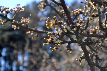 Nahaufnahme, Schlehe Knospen, Prunus spinos