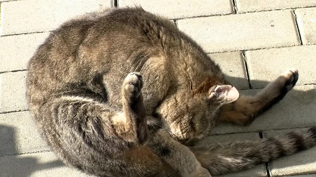 Der grau gestreifte Kater macht intensive Fellpflege (Nahaufnahme)