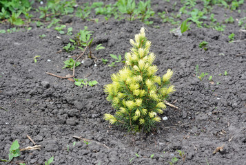 Transplant Picea glauca Rainbow's End with Roots.