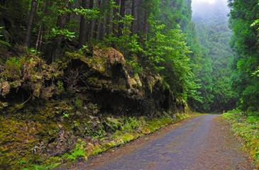 Fototapeta premium Road in the dense forest in the fog on San Miguel