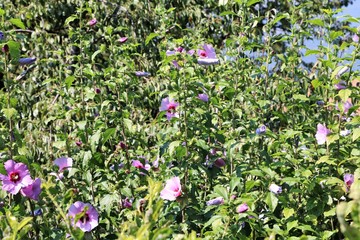 Hibiscus flowers in summer, Italy © ClaraNila