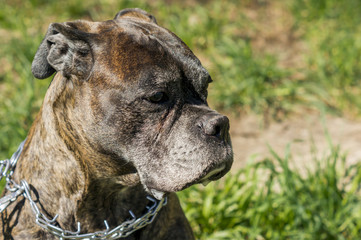 portrait of german boxer on the grass background