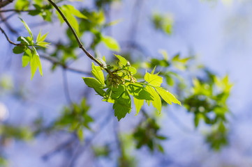 young leaves on a tree in spring