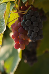 Small grapes in vineyard