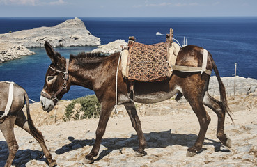 donkey on the street of the town of Lindos on Rhodes Island . - obrazy, fototapety, plakaty