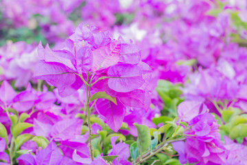 Obraz premium flower background