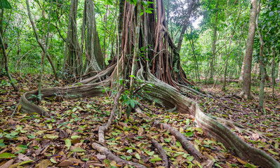 A giant tree with buttress roots in the forest, Costa Rica