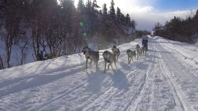 Гонки на собачьих упряжках. Кавказские горы. Россия.