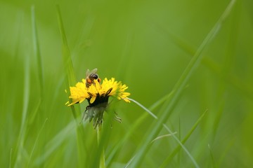 Bee collecting pollen 