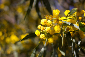 Yellow ball of mimosa flowers. Woman s day, 8 march