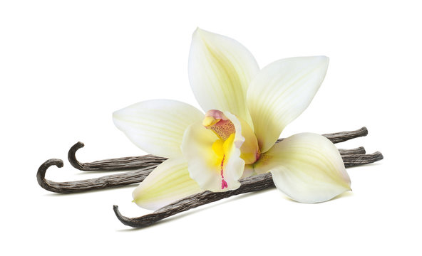 Vanilla beautiful flower stick isolated on white