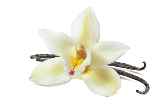 Vanilla flower 2 beans isolated on white background
