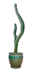 cactus isolated on white background