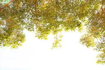 Into the forest. Nature composition.