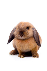 Lop-eared rabbit sitting 