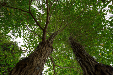 Fototapeta premium Into the forest. Nature composition.
