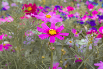 Fototapeta premium flower background