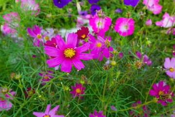 Fototapeta premium flower background