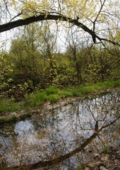 Obraz premium landscape of spring