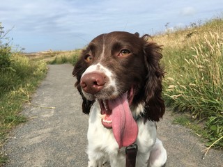 dog spaniel tongue happy outside springer coast