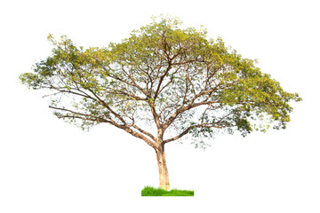 Obraz premium Tree on white 