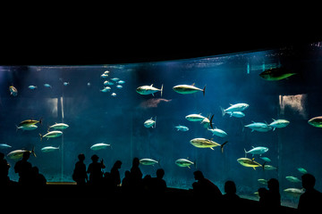Tuna fishes in fish tank