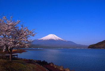 05/02/2017 Fleurs de cerisier et Mt.Fuji Du lac « Yamanaka » zone « Hirano »