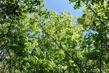 多摩の新緑